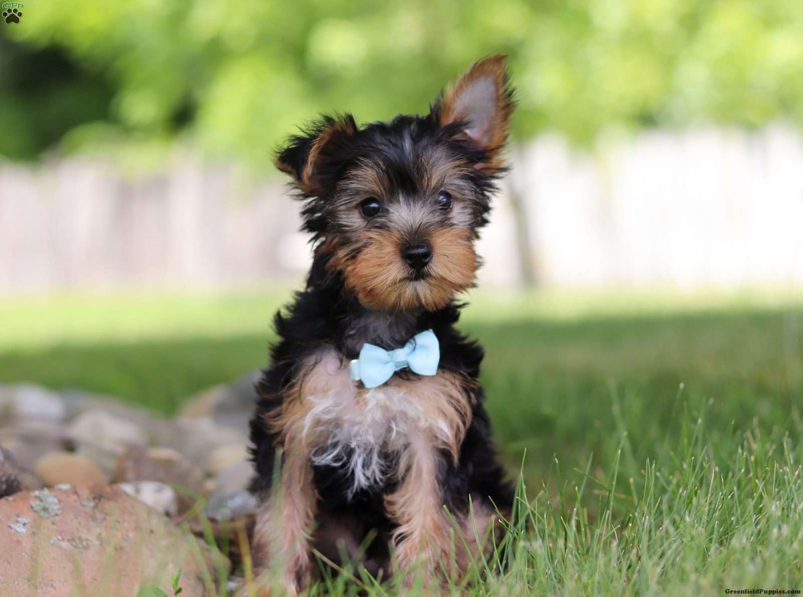 Yorkie