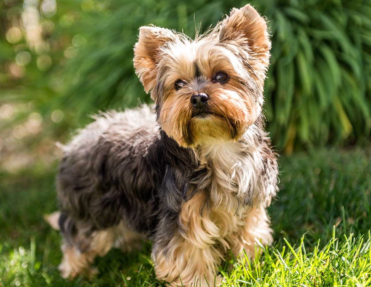 Yorkie