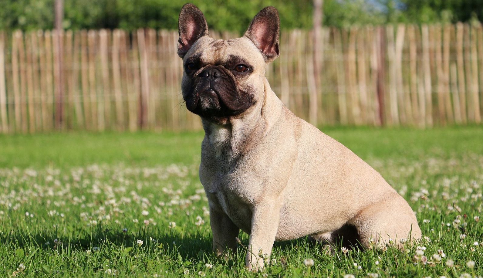 French Bulldog