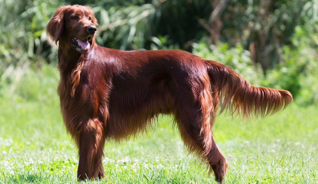 Irish Setter