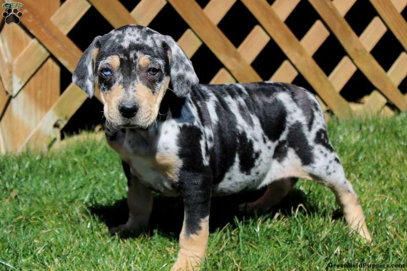Catahoula Bulldog