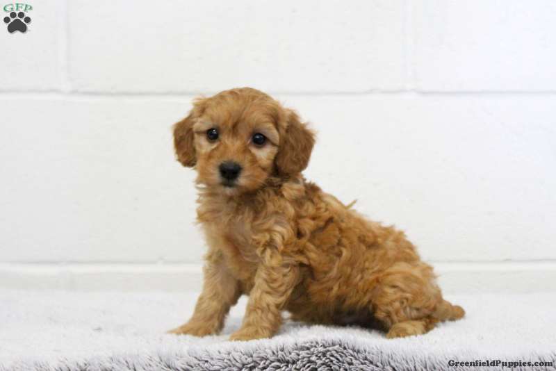 Shorkie-Poo