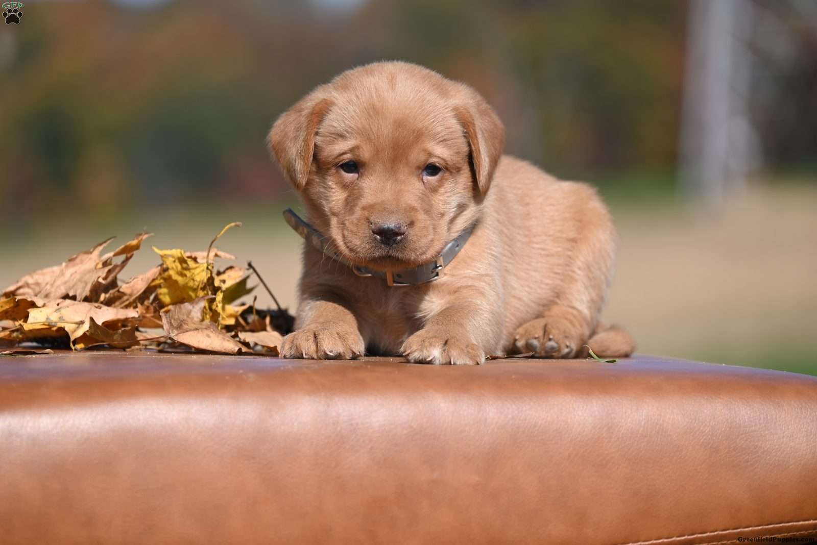 Fox Red Labrador Retriever