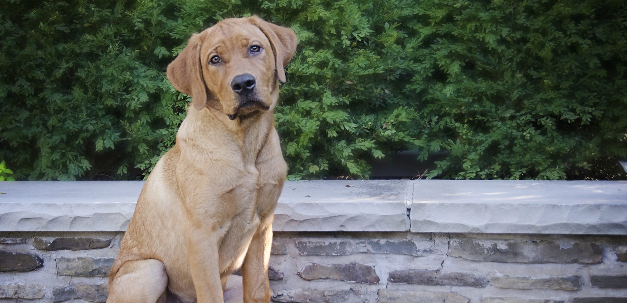 Fox Red Labrador Retriever