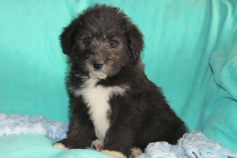 Norwegian Elkipoo