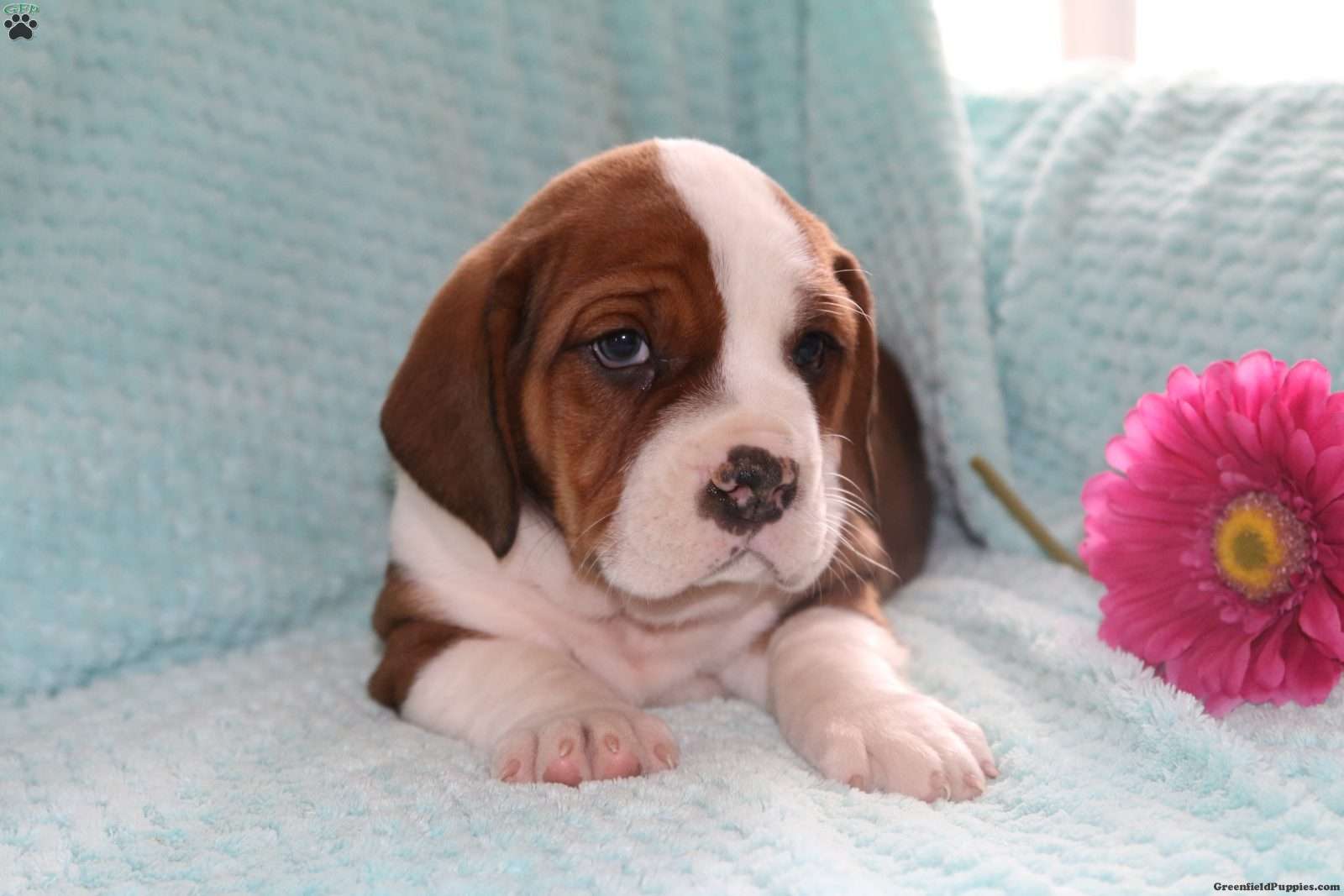 English Bully Basset