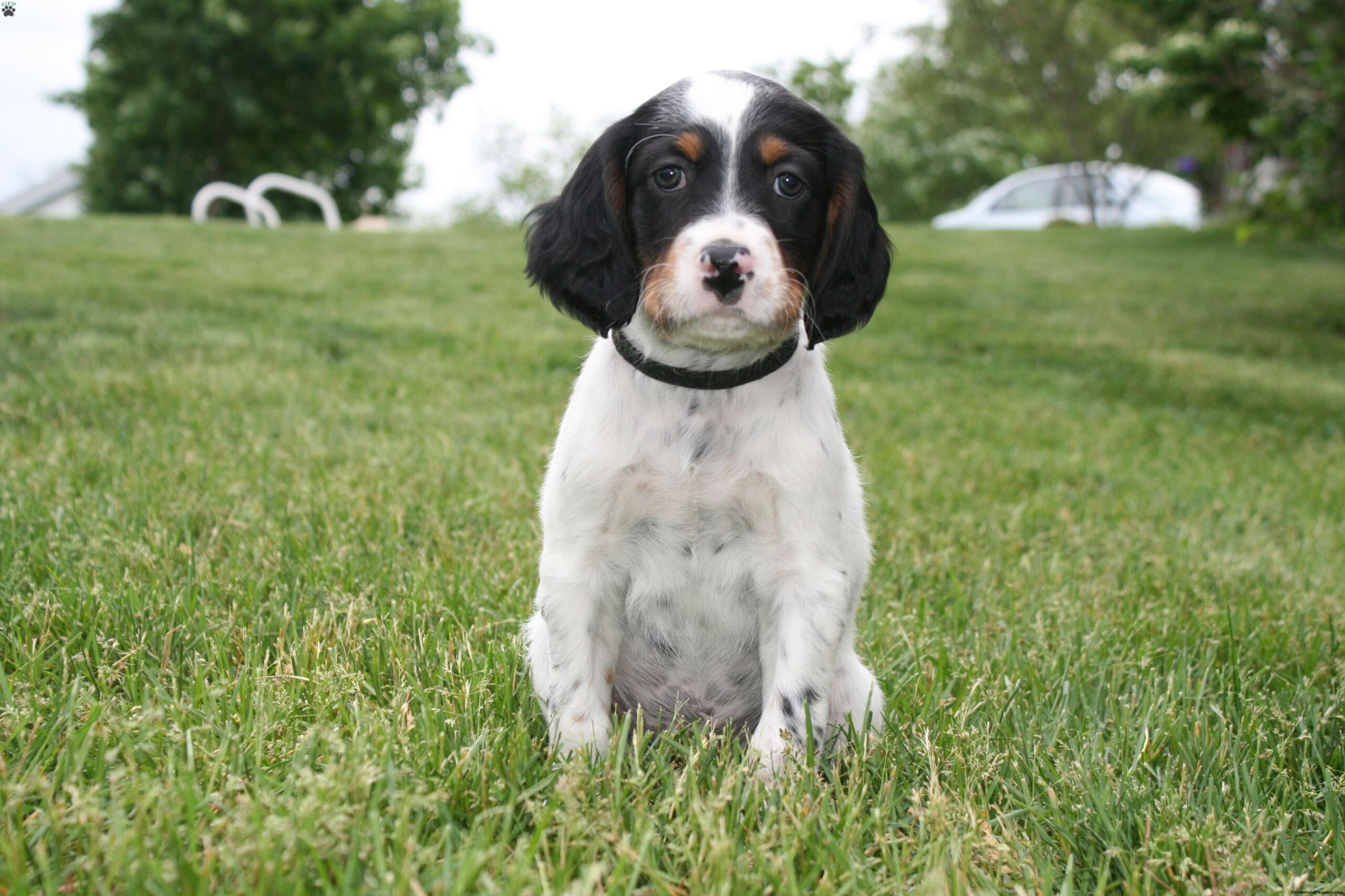 English Setter