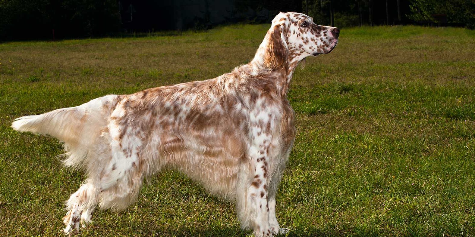 English Setter