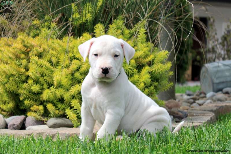 Dogo Argentino
