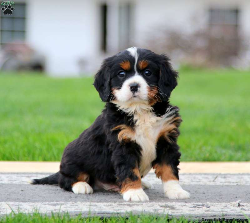 Miniature Bernese Mountain Dog