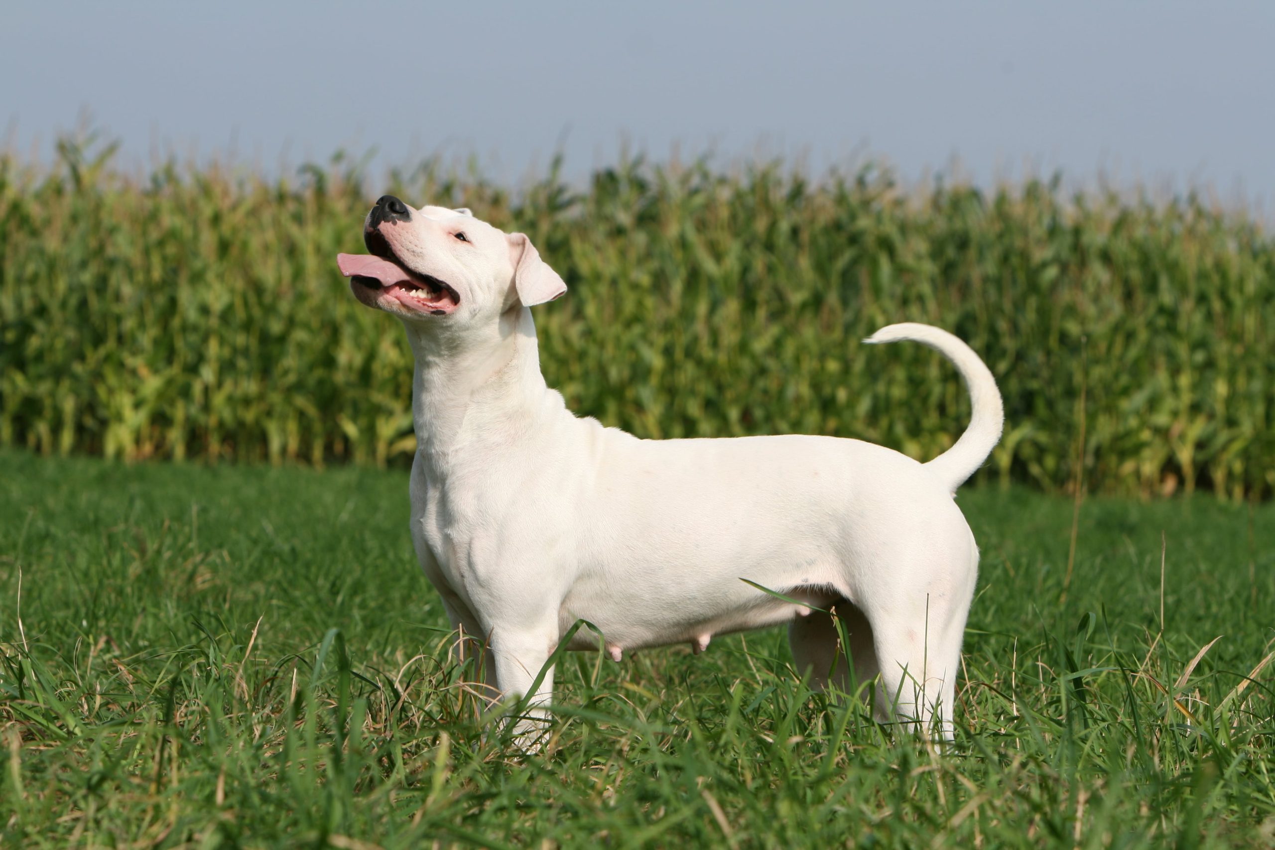 Dogo Argentino