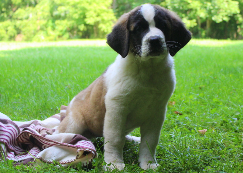 Saint Bernard Mix