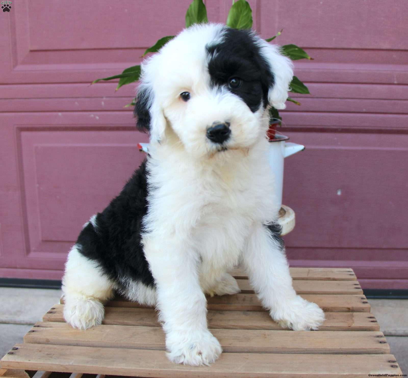 Sheepadoodle