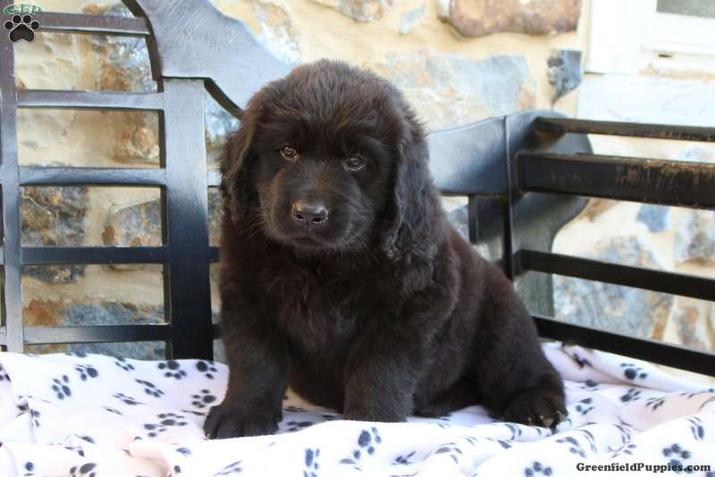 Golden Newfie