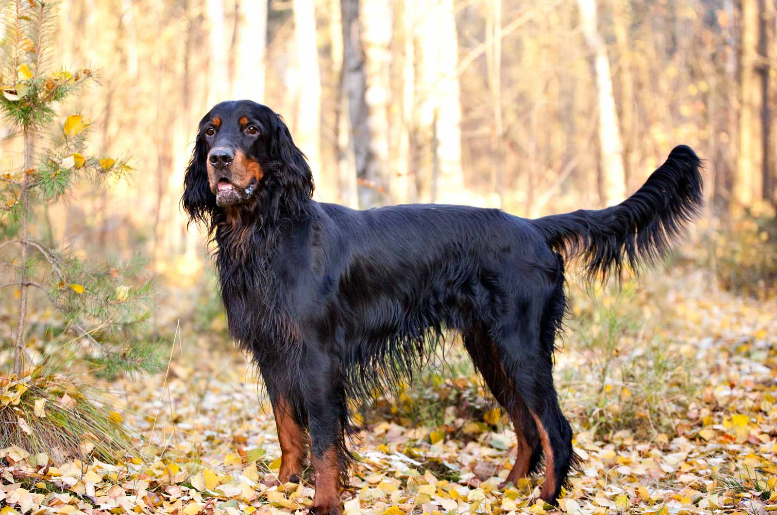 Gordon Setter