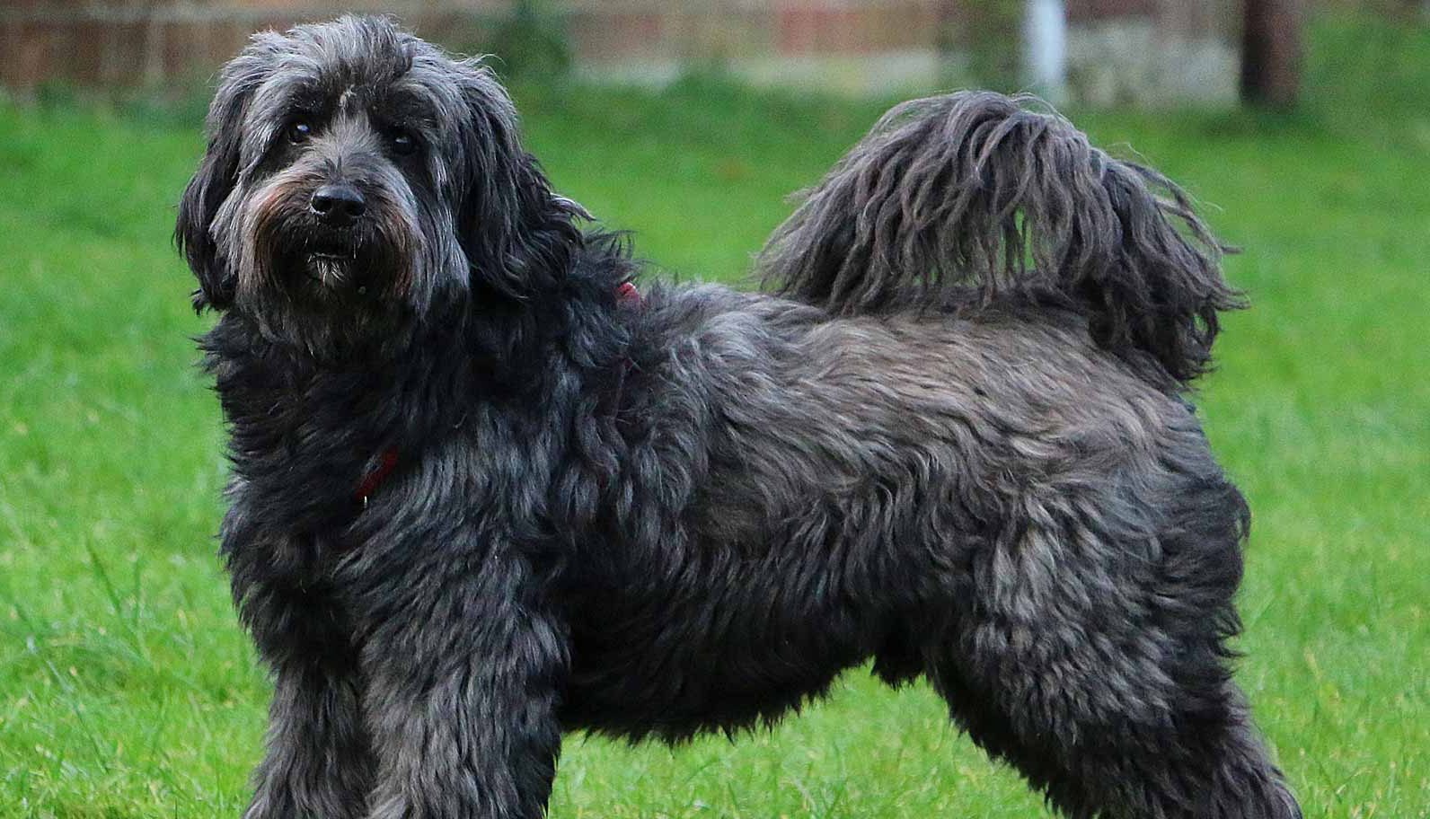 Tibetan Terrier