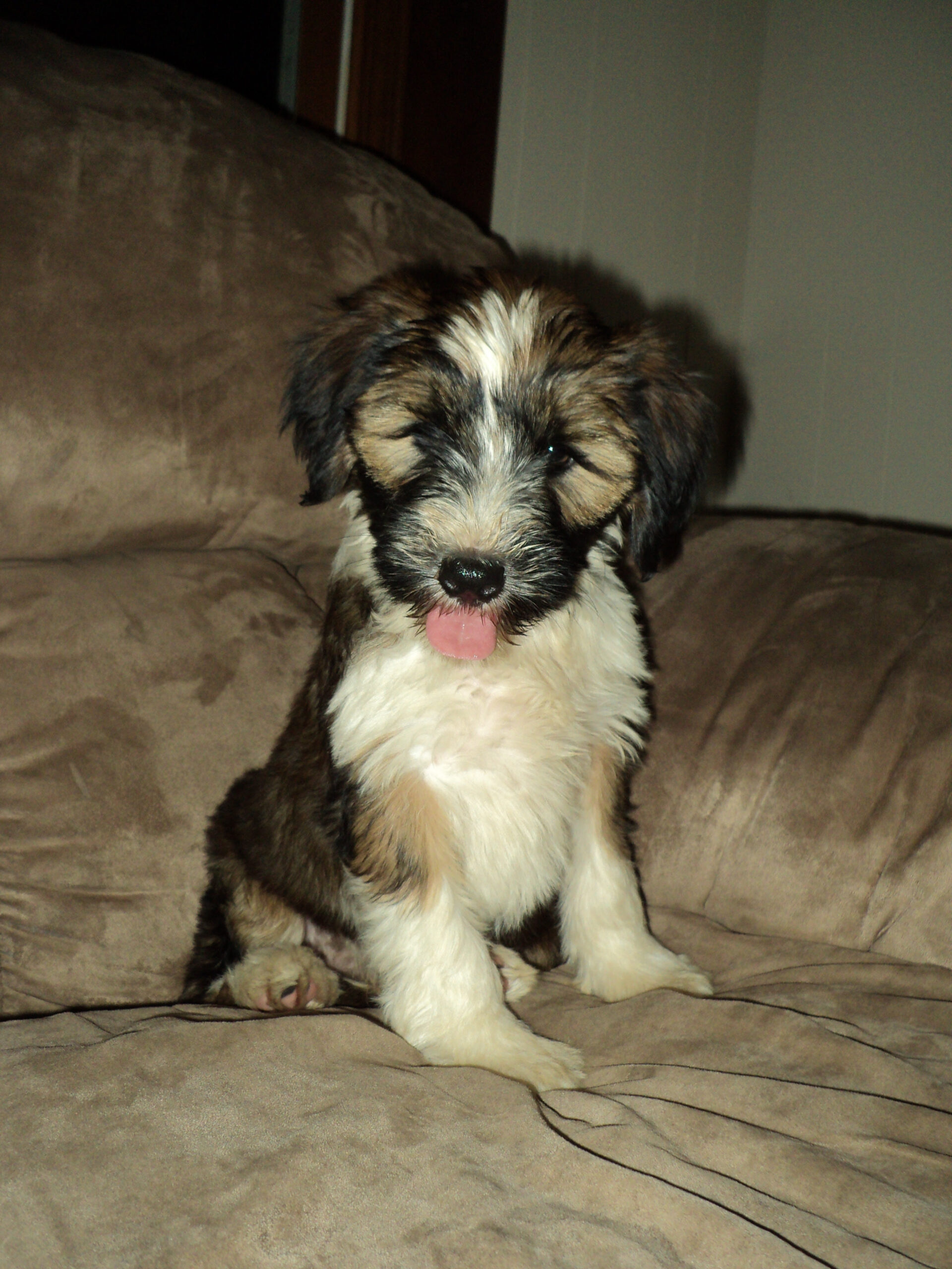 Tibetan Terrier
