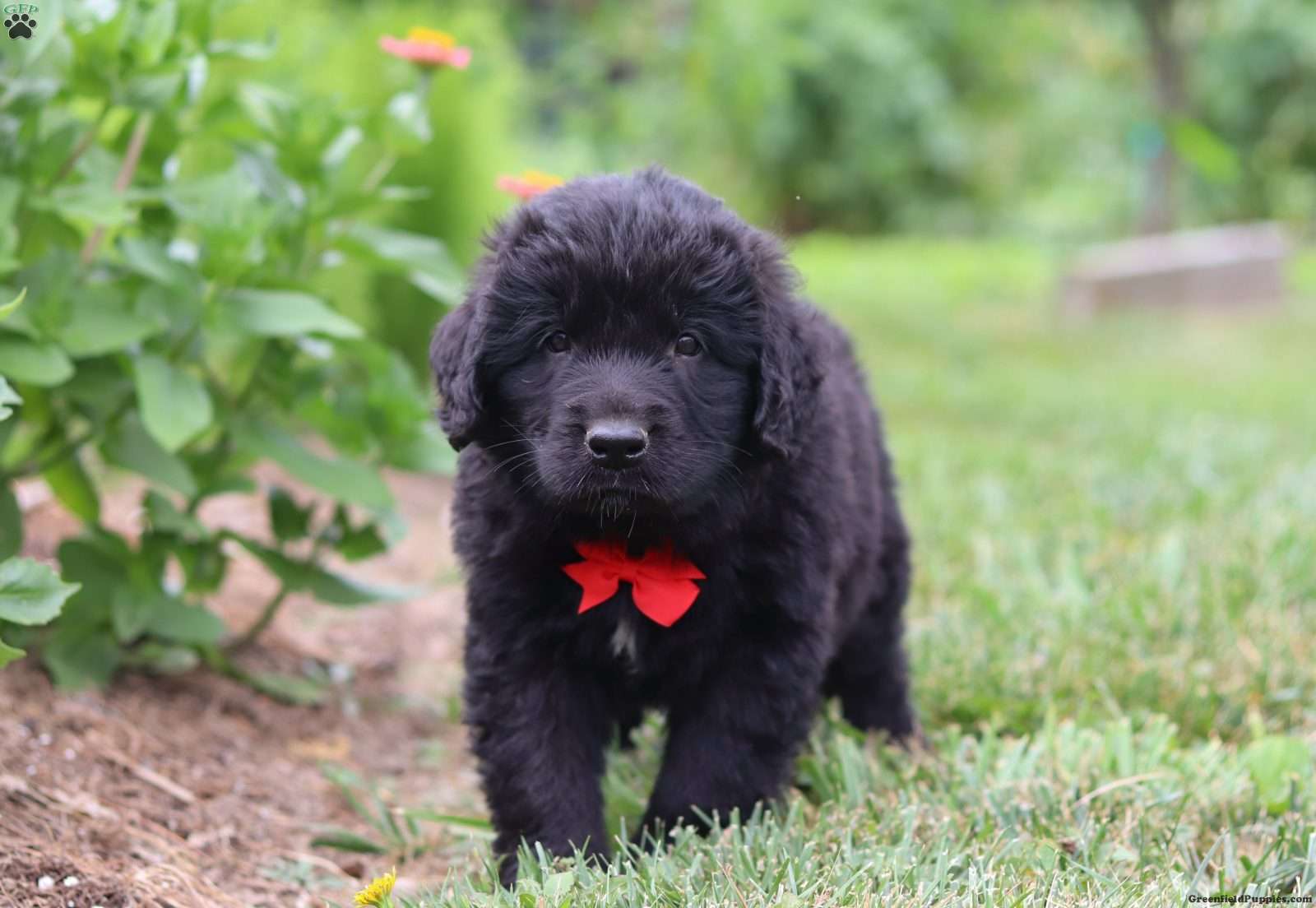 Newfoundland Mix