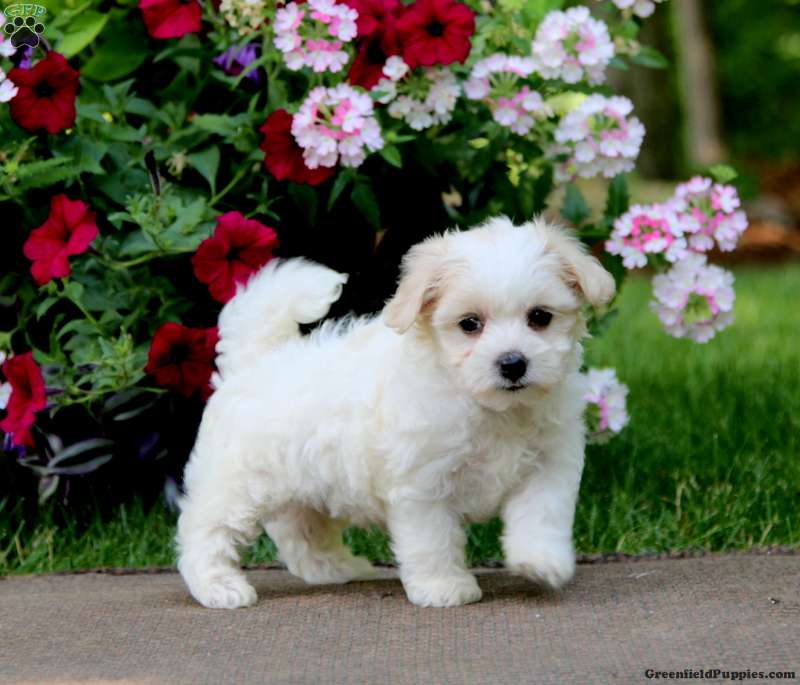 Coton de Tulear Mix