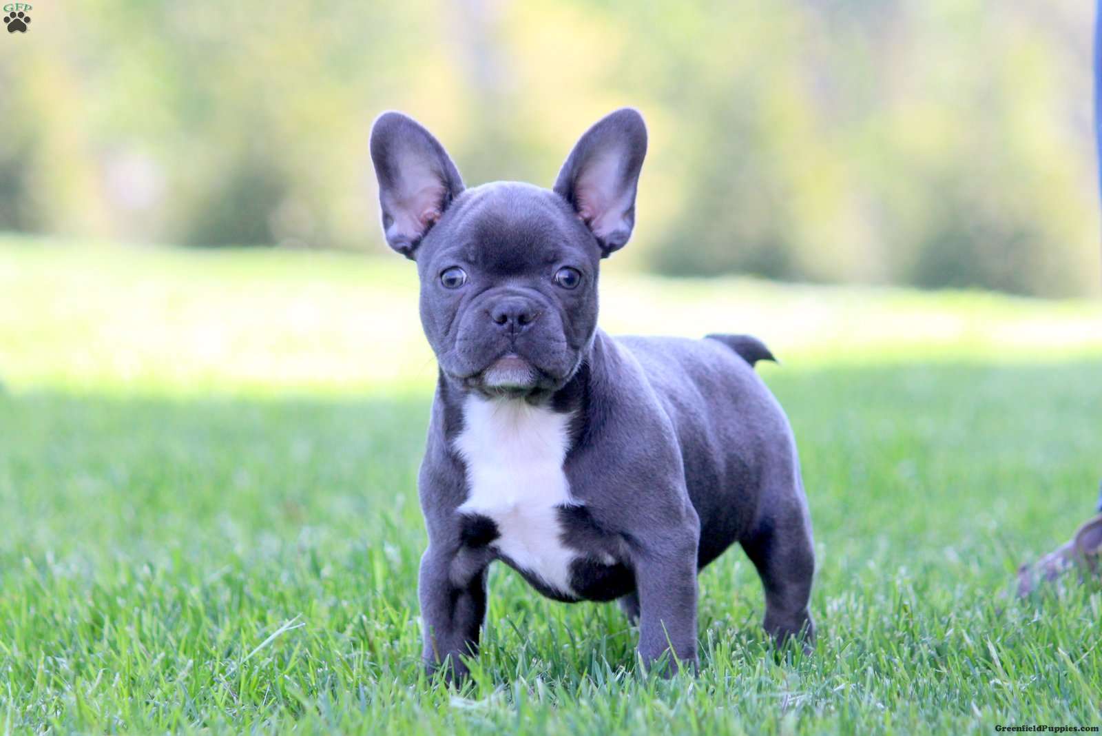 Frenchton