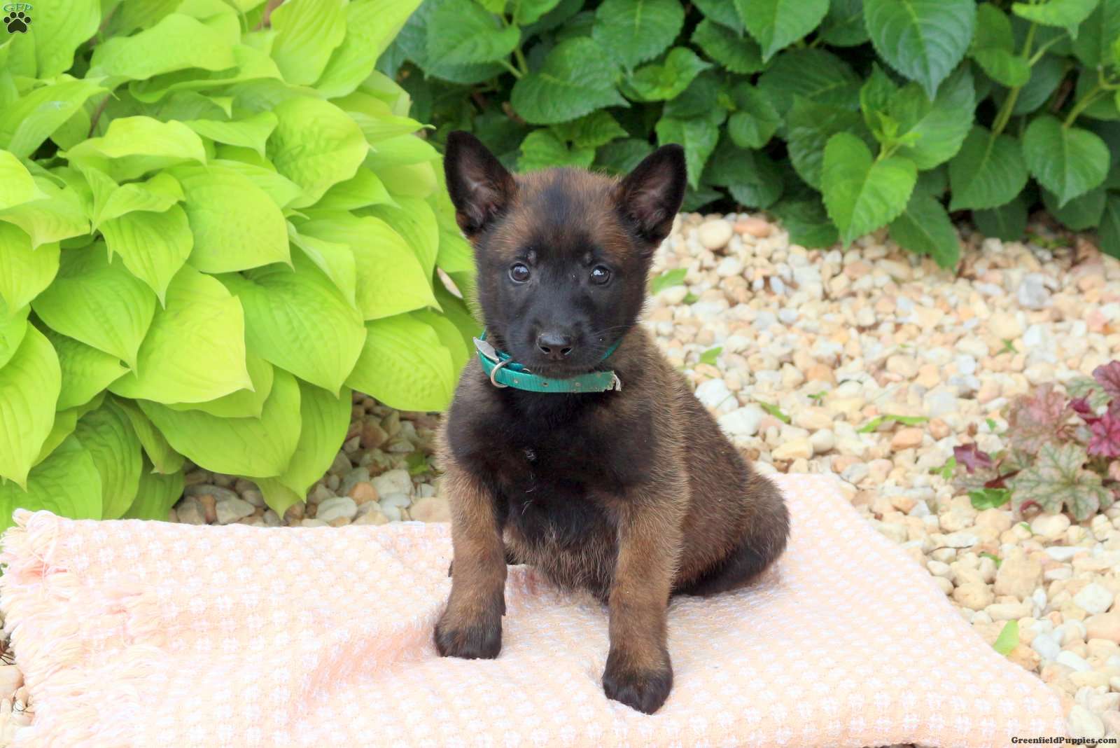 Belgian Malinois Mix