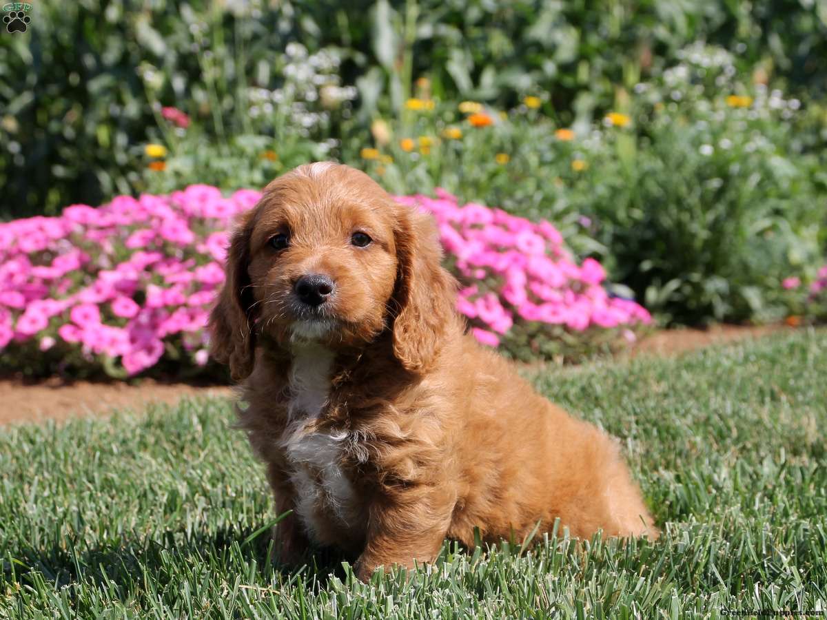 Brittany Spaniel Mix