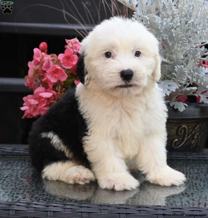 Old English Sheepdog