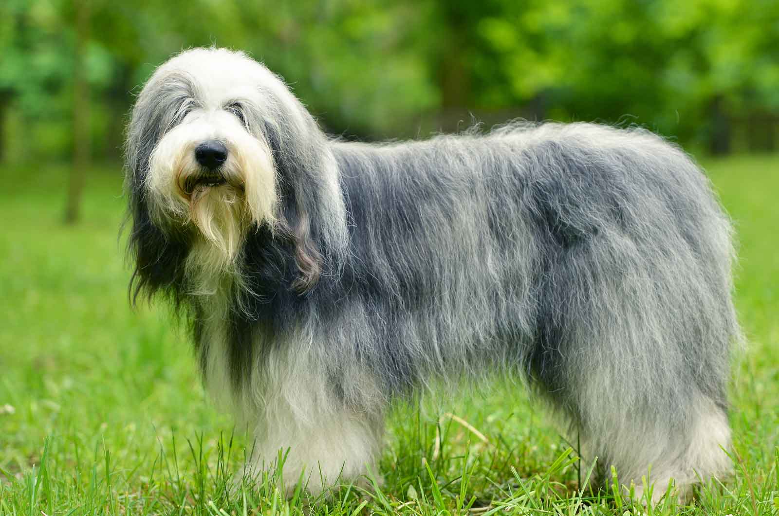 Old English Sheepdog