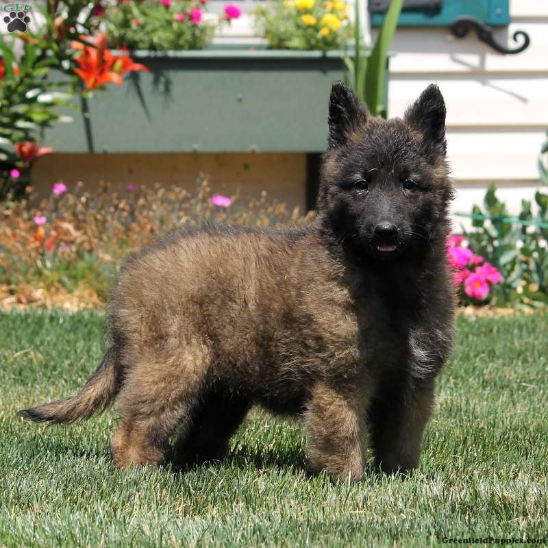 Belgian Tervuren