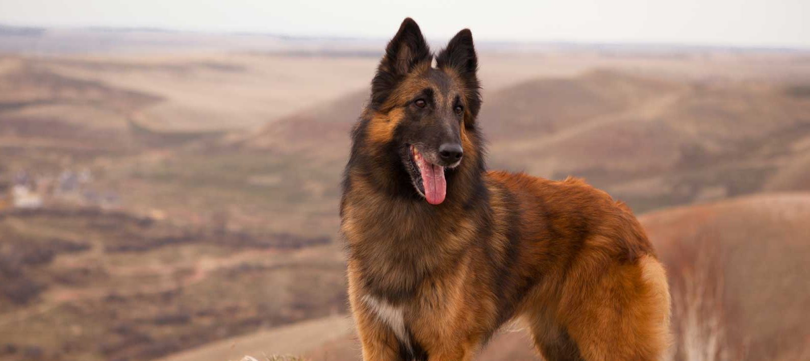 Belgian Tervuren