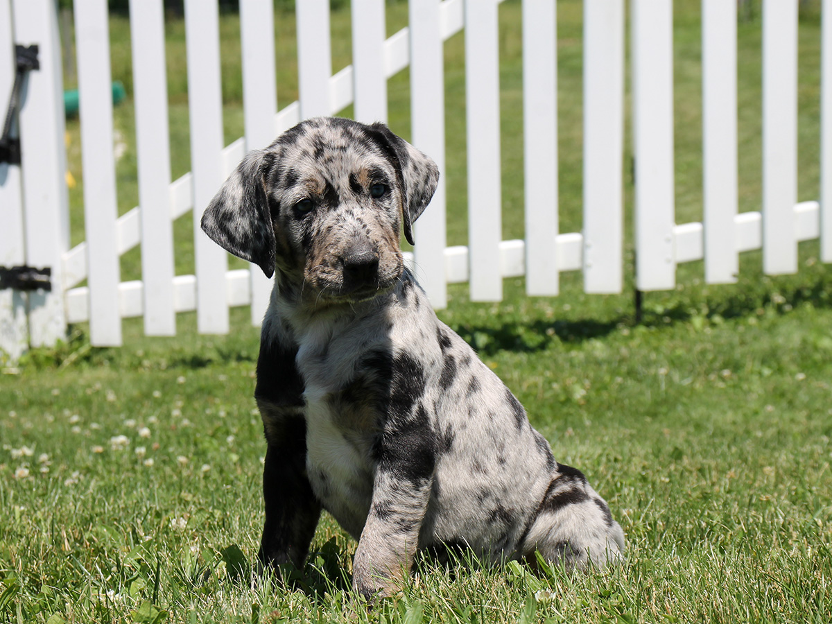 Catahoula Leopard Dog