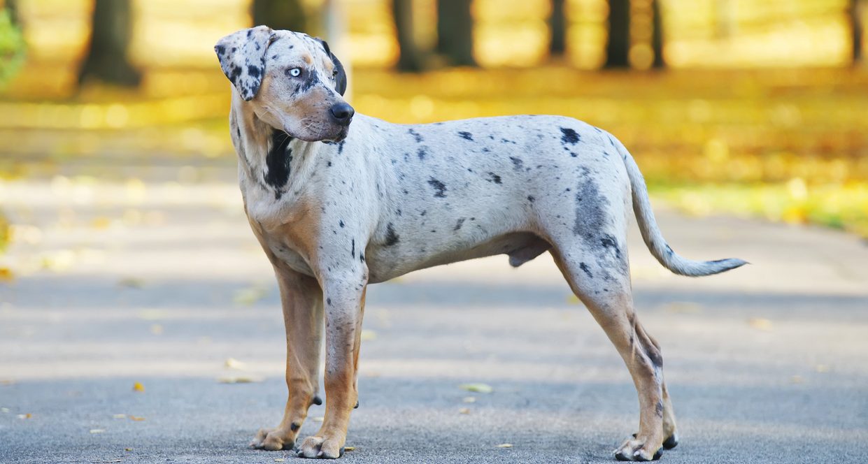 Catahoula Leopard Dog
