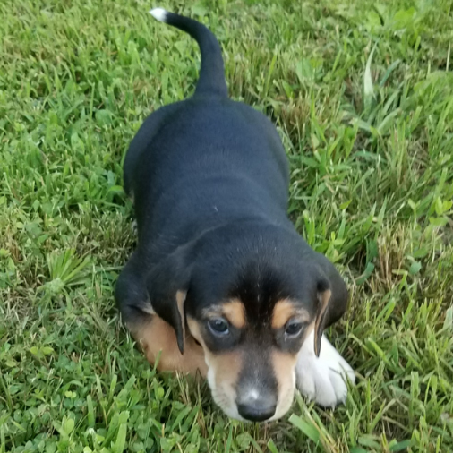 Treeing Walker Coonhound