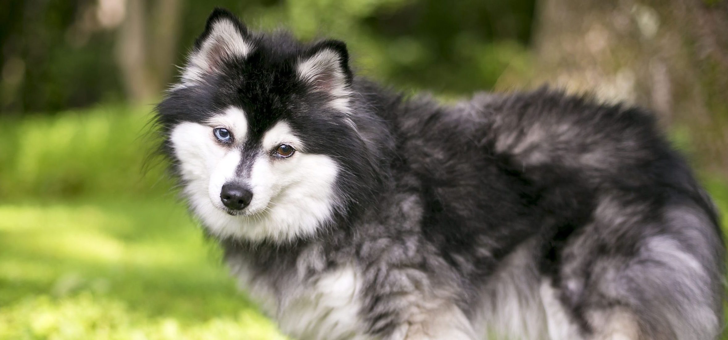 Alaskan Klee Kai