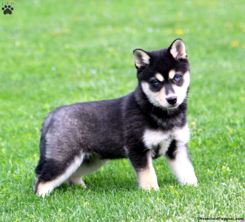 Alaskan Klee Kai