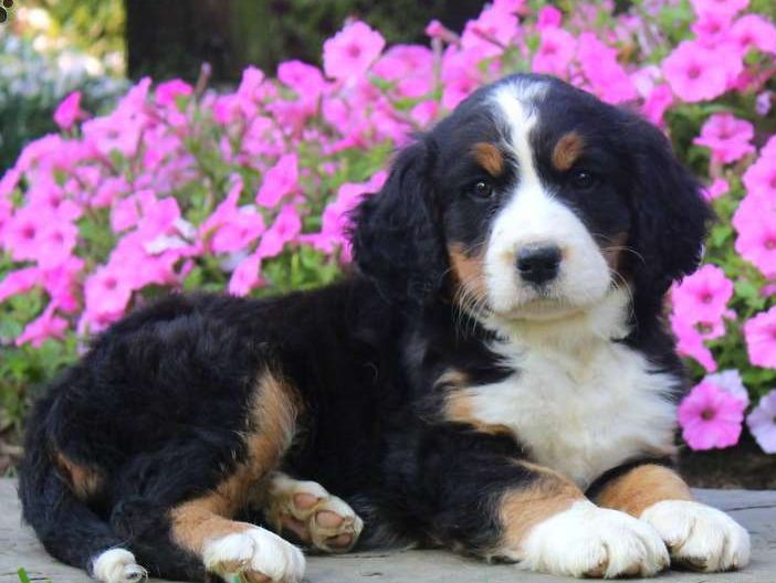 Bernese Springer Spaniel