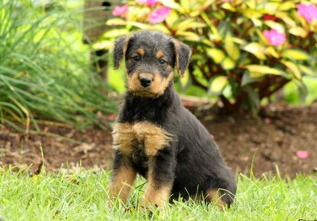 Airedale Terrier