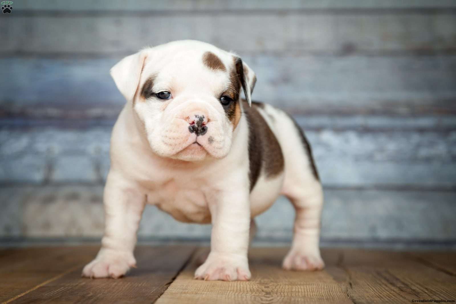 Victorian Bulldog