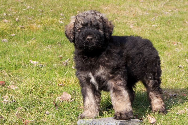 Bouvier des Flandres
