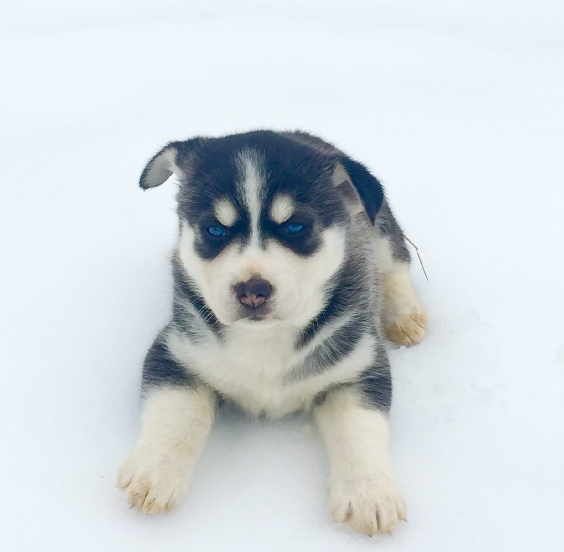 Siberian Retriever/Huskador