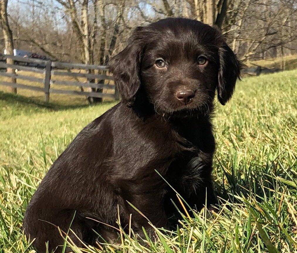 Boykin Spaniel