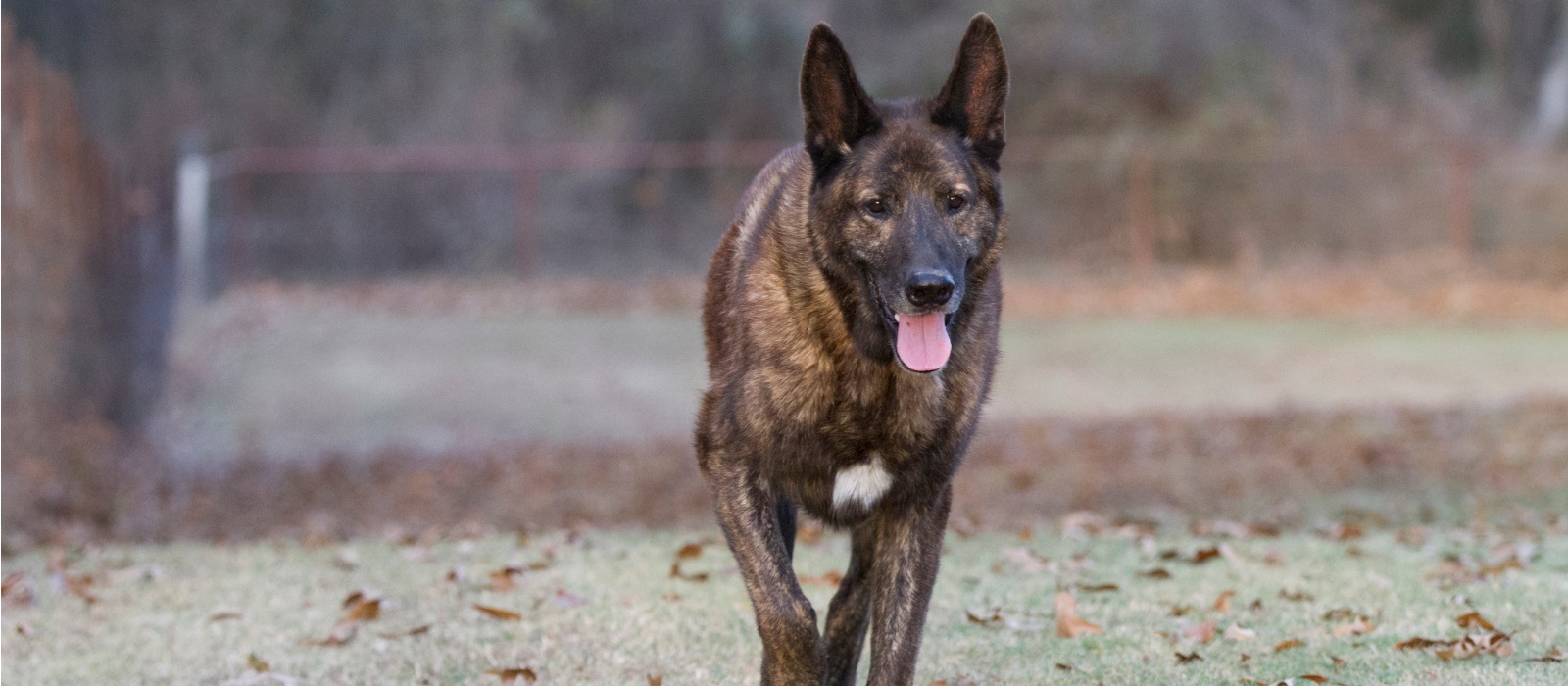 Dutch Shepherd