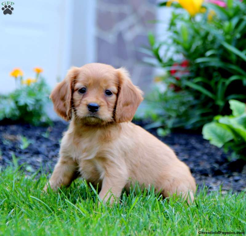Miniature Golden Retriever