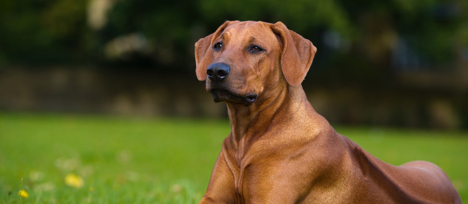 Rhodesian Ridgeback