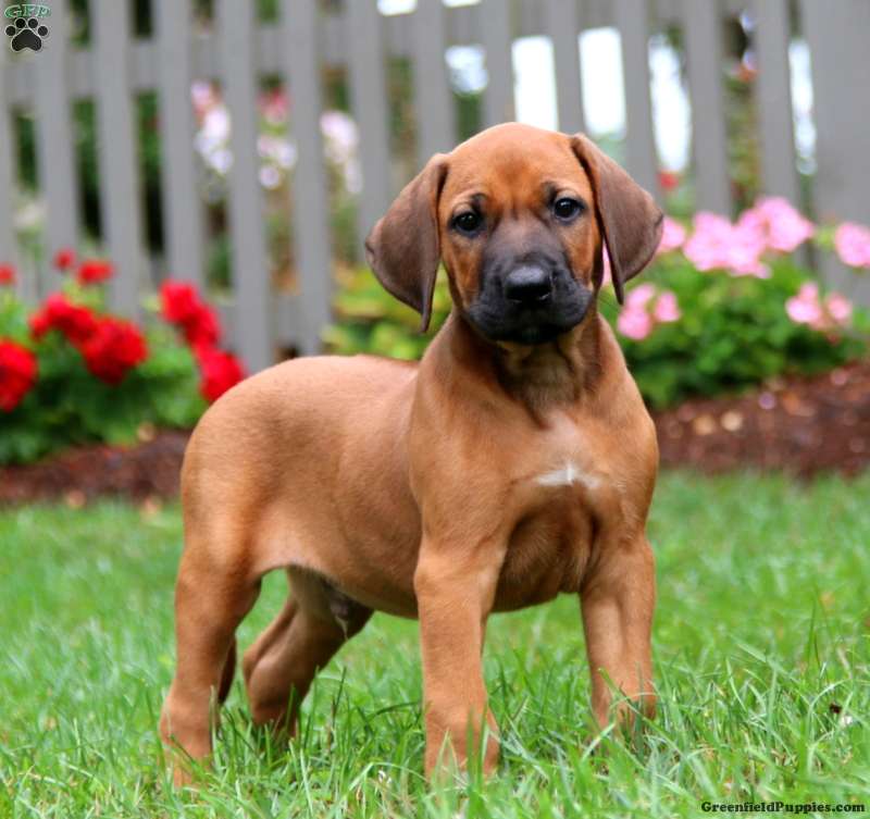 Rhodesian Ridgeback