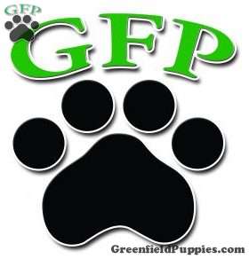 English Setter Mix