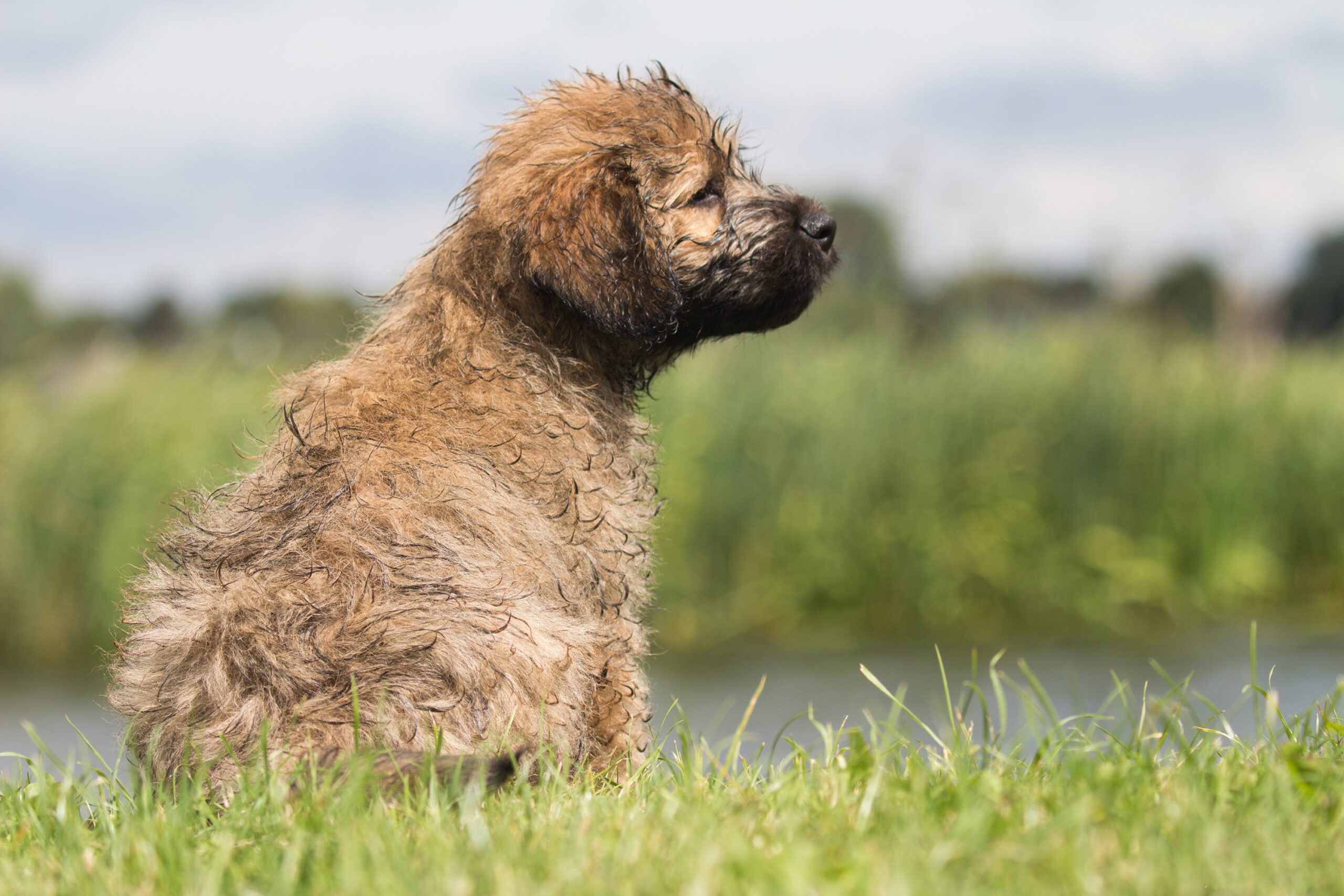 Catalan Sheepdog
