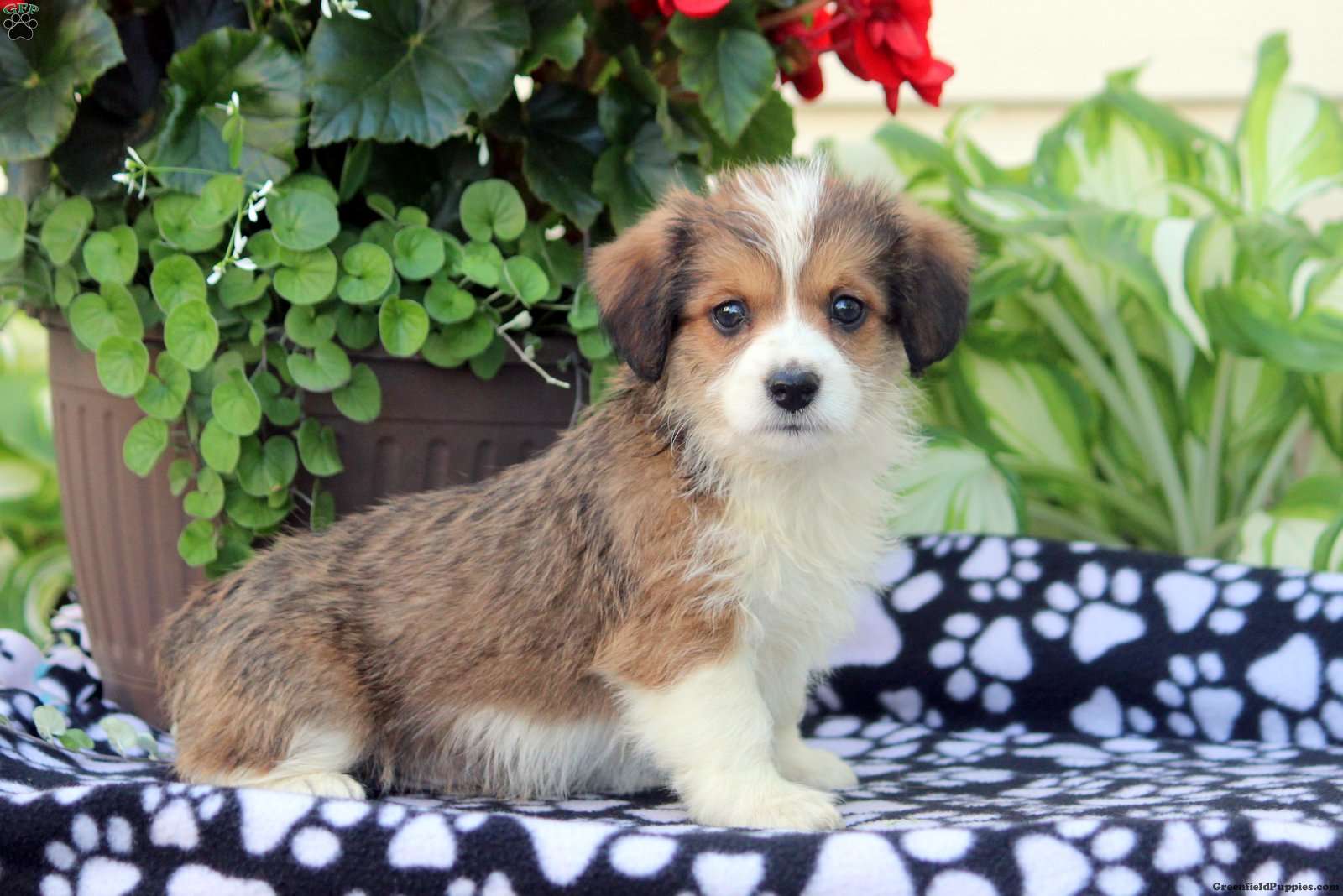 Corgipoo