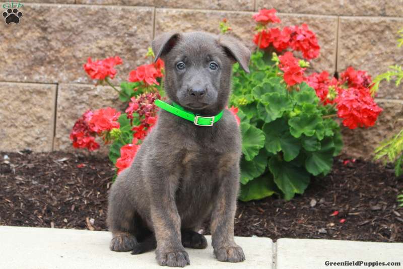 Dutch Shepherd
