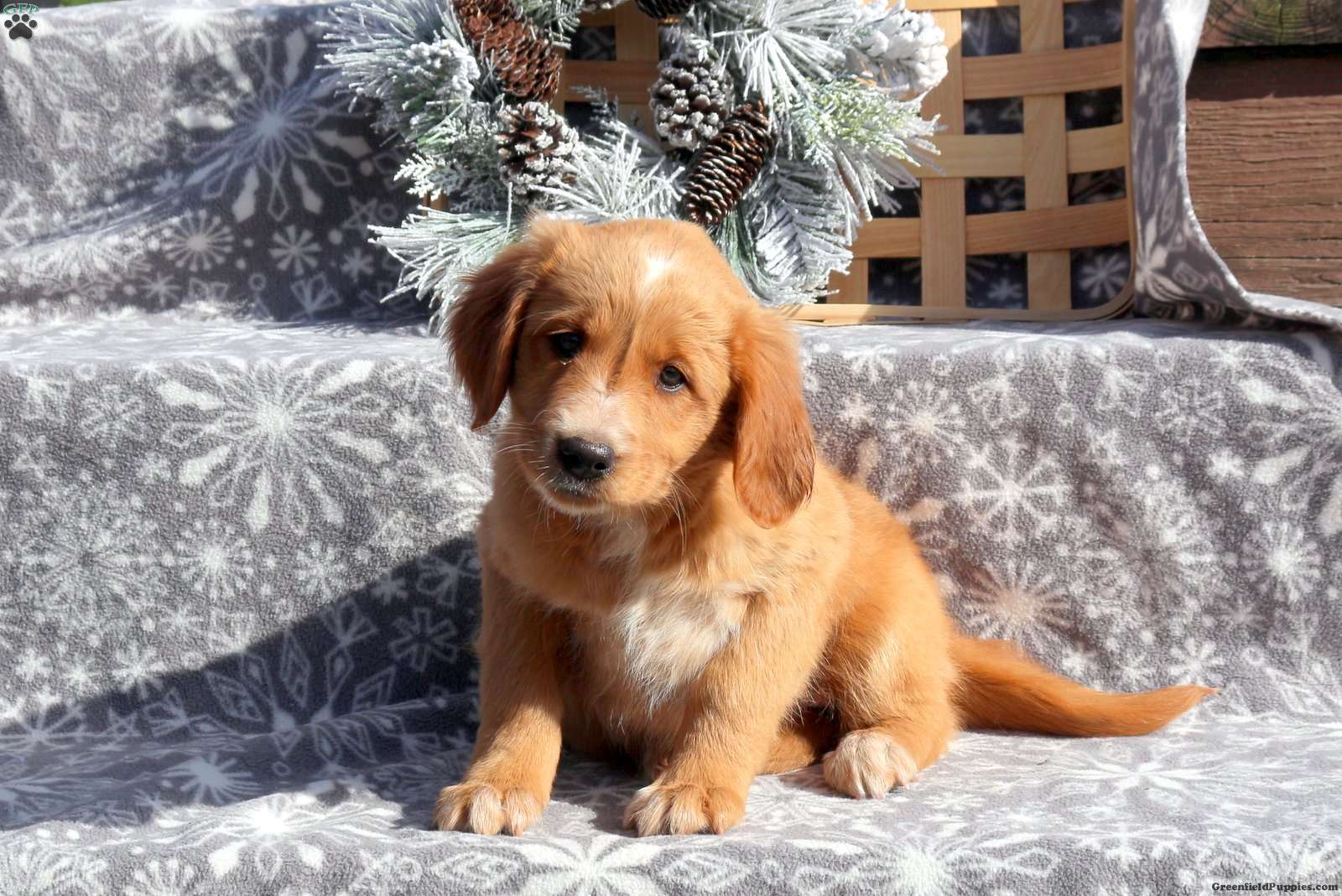 Irish Setter Mix